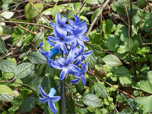 Gartenhyazinthe